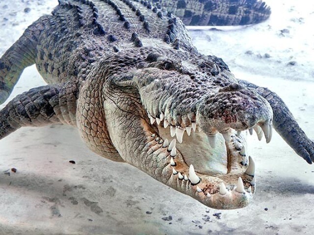 Crocodilo-de-água-salgada