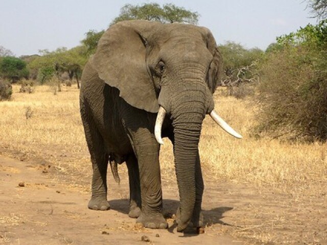 Elefante africano animal mamífero terrestre, encontrado na África, se alimenta de folhas.