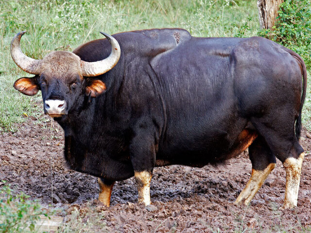 Gauro