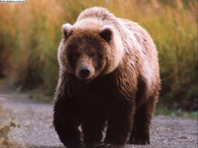 Urso pardo do Himalaia