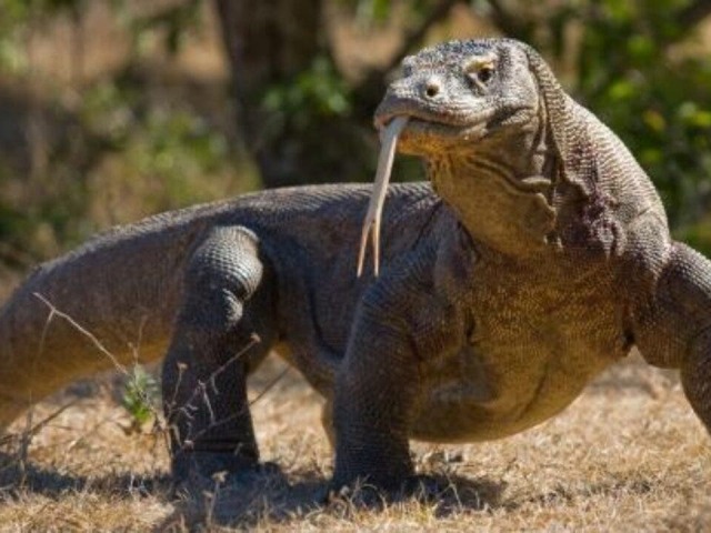 Dragão-de-Komôdo
