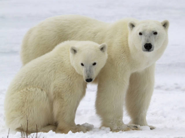Urso-polar