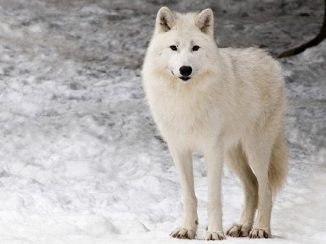 Lobo-do-ártico