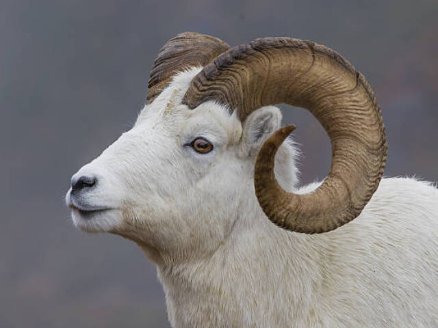 Carneiro de Dall