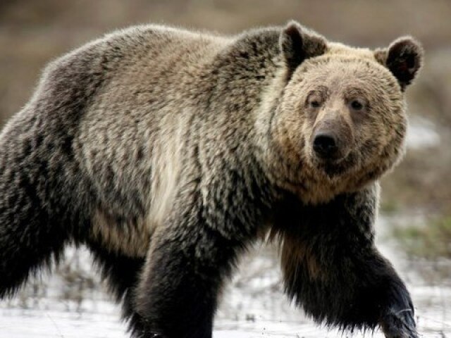 Urso-pardo