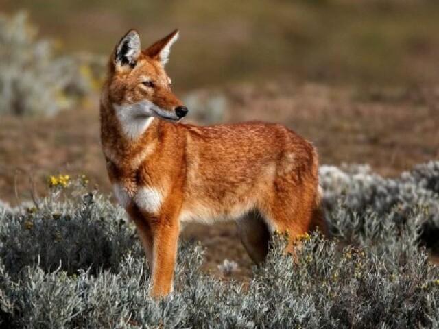 Lobo vermelho