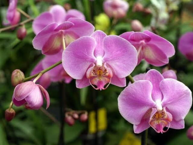 Orquídea