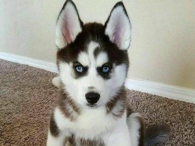 husky