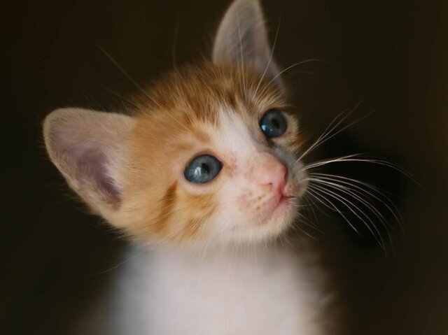 Gato