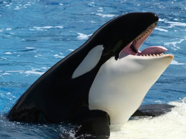 Orca