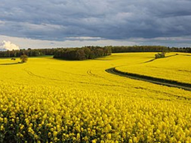 campo com flores