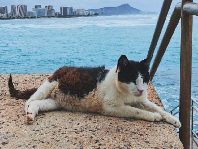{se for gato}