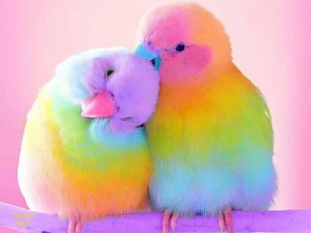 ^se for papagaio^