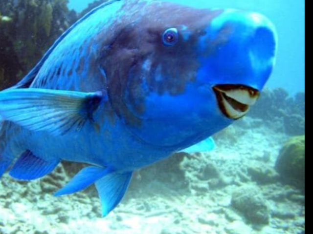 Peixe papagaio azul