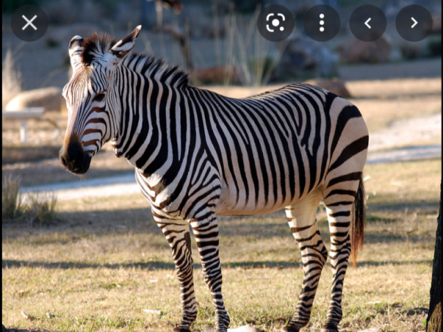 Zebra