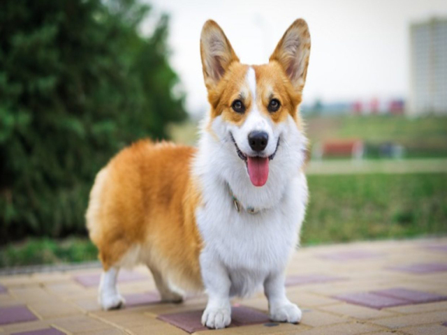 Qual raça de cachorro você seria?