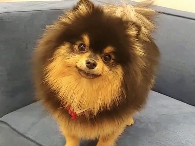 esse cachorro bem fofinho (ele é pequeno)