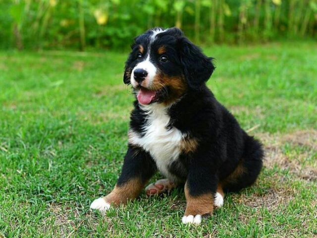 Bernese