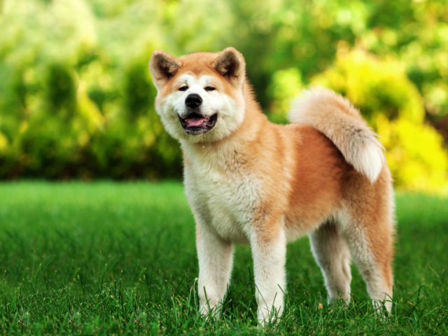 Akita