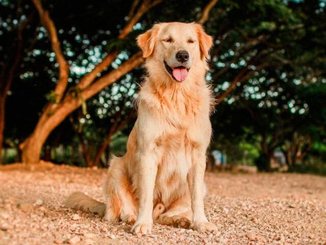 Golden retriever
