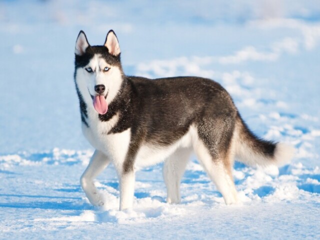 Husky Siberiano