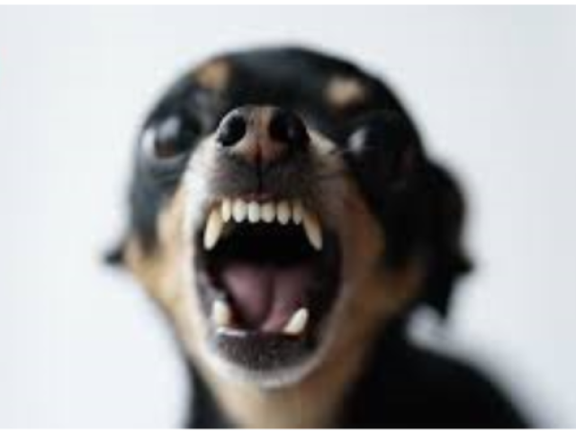 PINSCHER