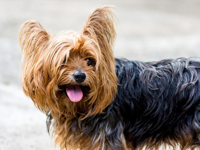 Gente eu tenho uma Yorkshire Terrier , então não poderia faltar.❤❤❤