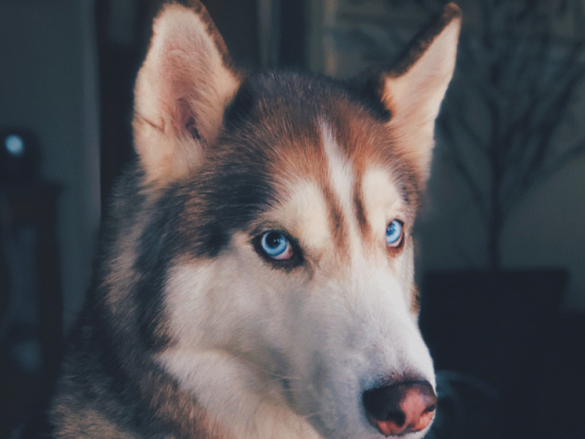 Esse cão de filme 🥰🥰🥰 Esse olho azul lindo