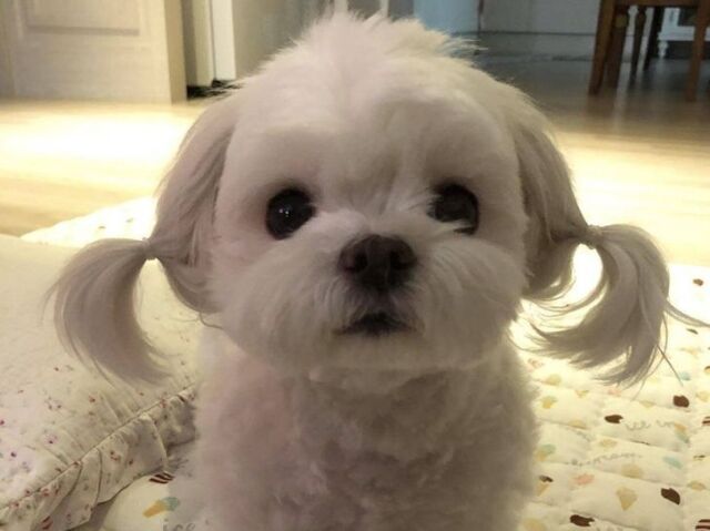 Qual o cachorro ideal para você?