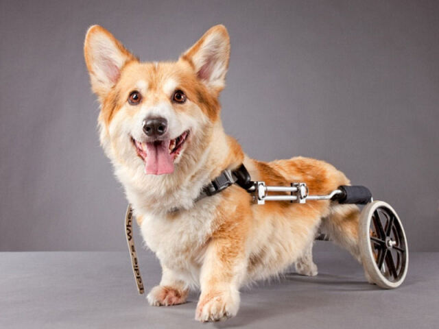 Cachorro com deficiência