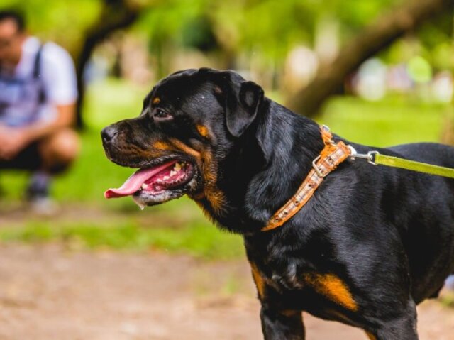 Cachorro de grande porte