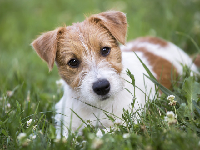 Cachorro de pequeno porte