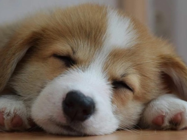 Cachorro filhote