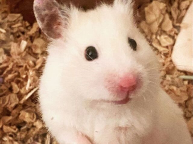 *Hamster*