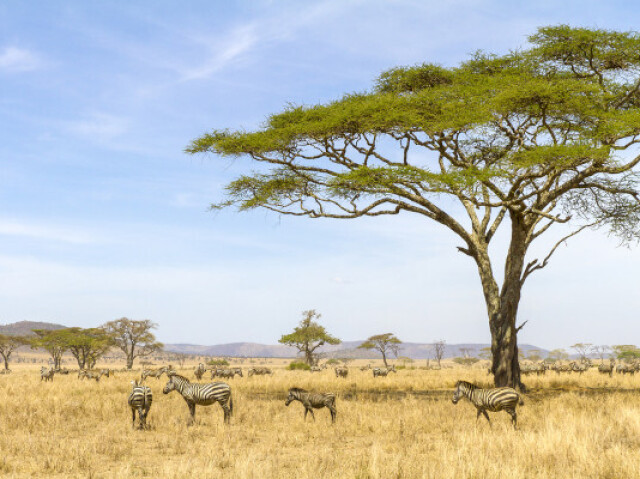 savana africana