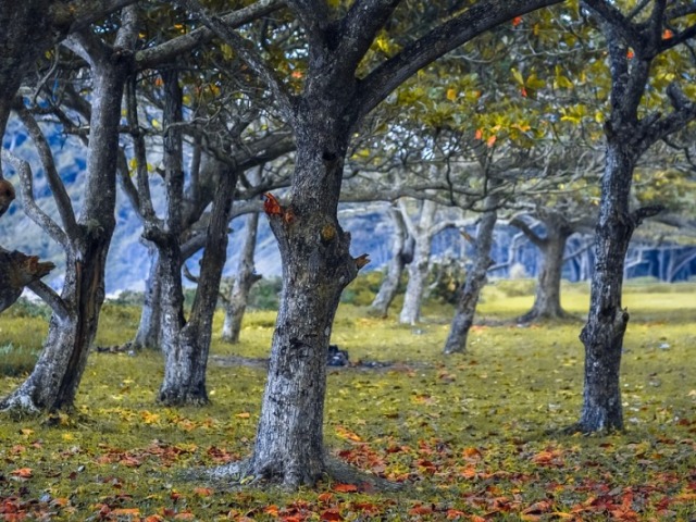 Mato, árvores