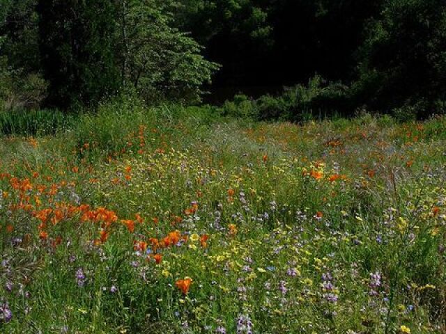 Um campo de flores