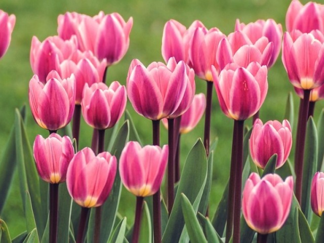 Tulipa.