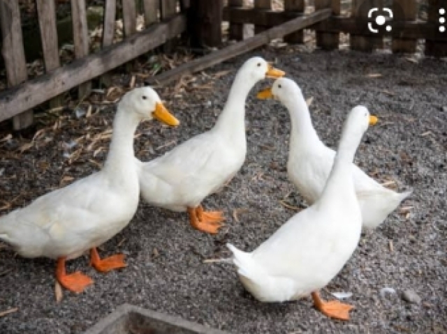 Que animal de fazenda você seria?