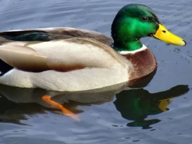 Pato