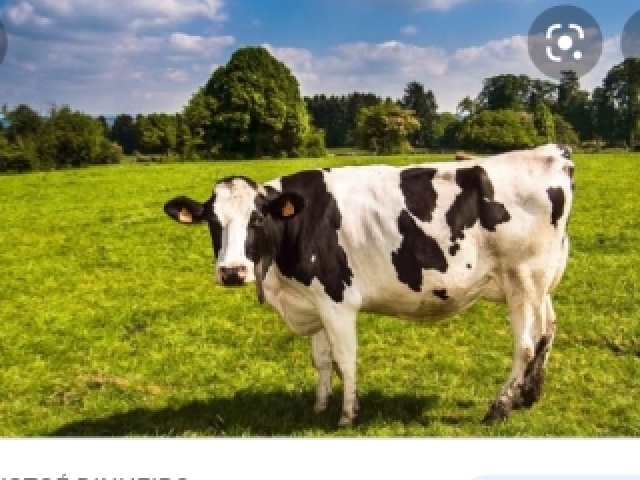 Vaca/boi