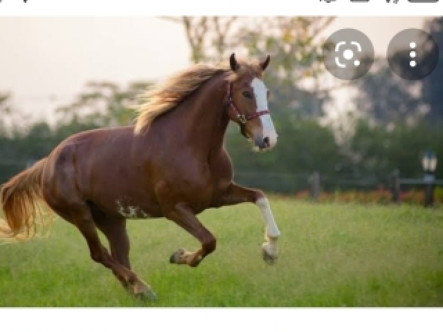 Cavalo