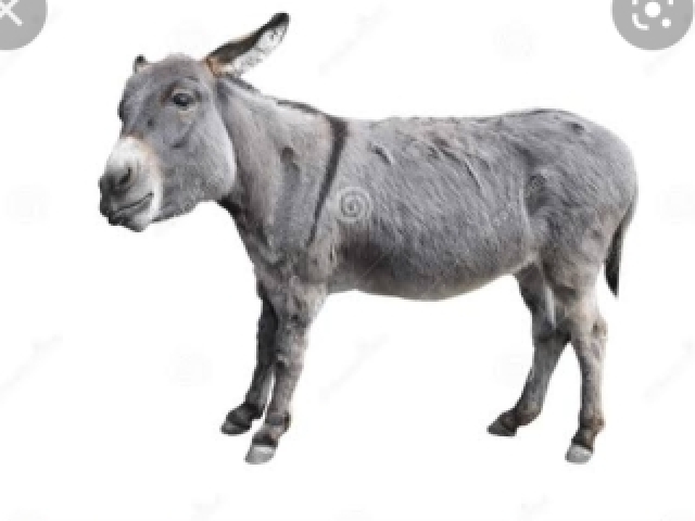 Burro
