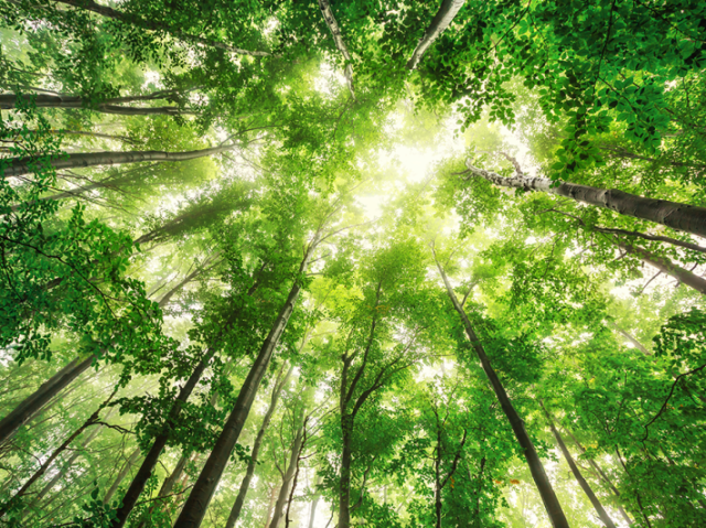 Porque é a responsável pela saúde da natureza.