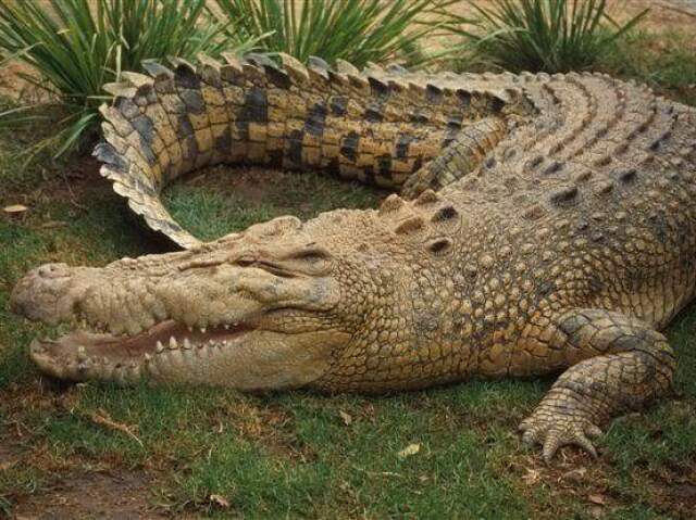 Crocodilo de água salgada