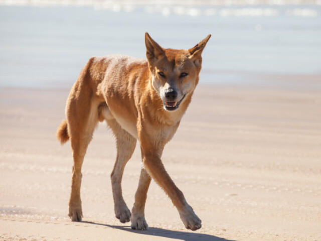 Dingo