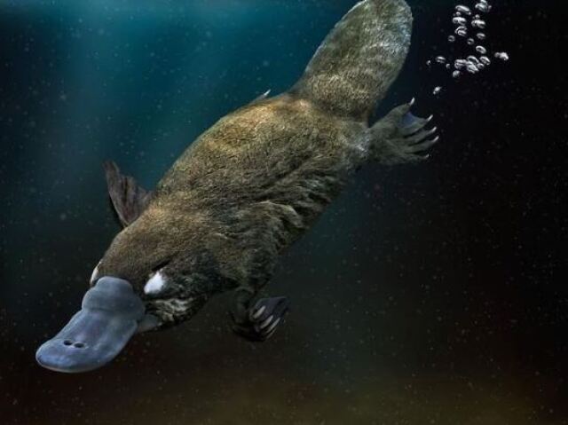 Ornitorrinco