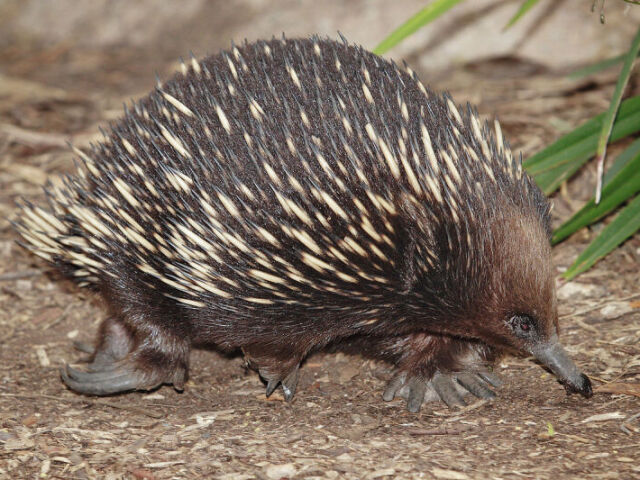 Equidna