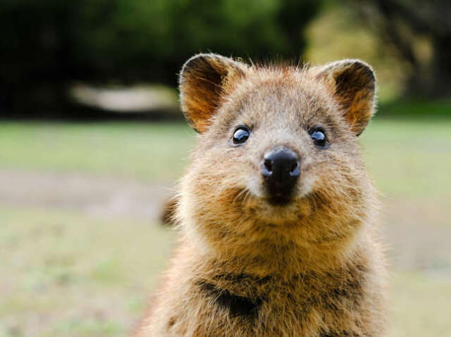 Quokka