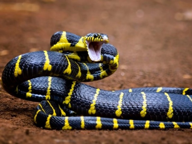 Boiga